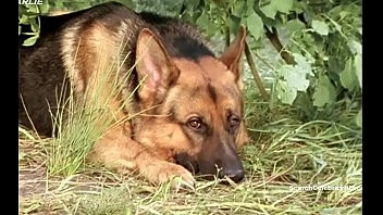 Play Sabine Petzl Kommissar Rex Ein moerderischer Sommer 1994